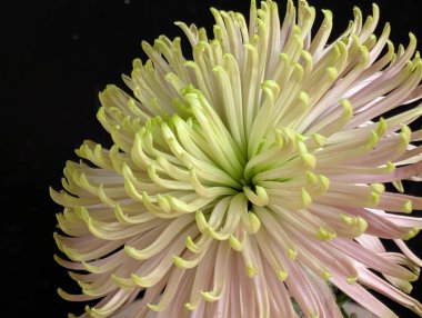 Güzel kasımpatı çiçeğinin, doğal duvar kağıdının yakın görüntüsü              