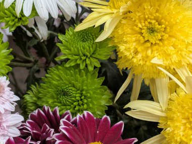 Bahçedeki güzel kasımpatı çiçeklerini kapat. 