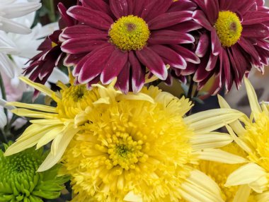 Bahçedeki güzel kasımpatı çiçeklerini kapat. 