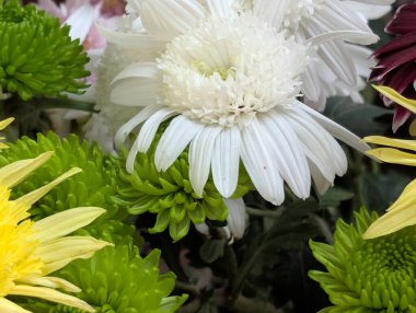 Bahçedeki güzel kasımpatı çiçeklerini kapat. 