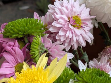 Bahçedeki güzel kasımpatı çiçeklerini kapat. 