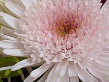 Koyu arkaplanda güzel çiçeklerin yakın çekimi 