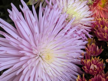 Bahçedeki güzel kasımpatı çiçeklerini kapat. 