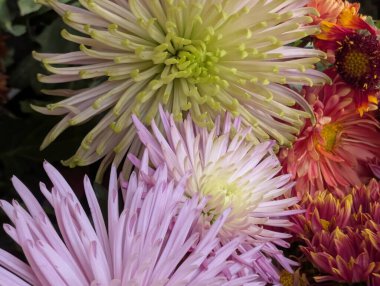 Bahçedeki güzel kasımpatı çiçeklerini kapat. 