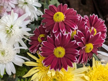 Bahçedeki güzel kasımpatı çiçeklerini kapat. 