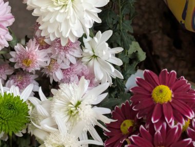 Bahçedeki güzel kasımpatı çiçeklerini kapat. 