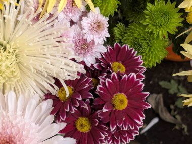 Bahçedeki güzel kasımpatı çiçeklerini kapat. 