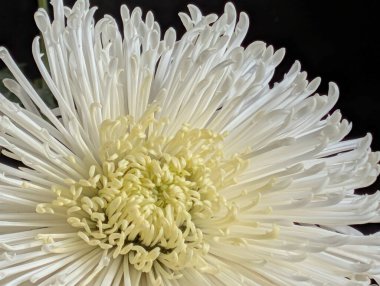 Kara Arkaplanda Güzel Çiçekli Kasımpatı 