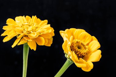 Koyu arkaplanda güzel çiçeklerin yakın çekimi 