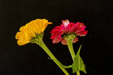 Koyu arkaplanda güzel çiçeklerin yakın çekimi 