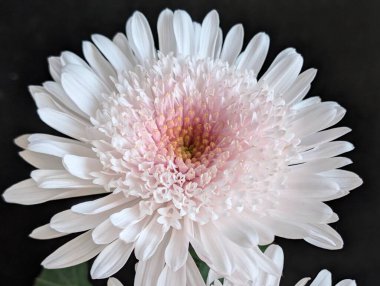 Koyu arkaplanda güzel çiçeklerin yakın çekimi 