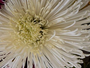 Güzel kasımpatı çiçeği, çiçekli duvar kağıdı, kapat.       