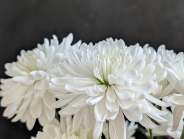 Kara Arkaplanda Güzel Çiçekli Kasımpatı 