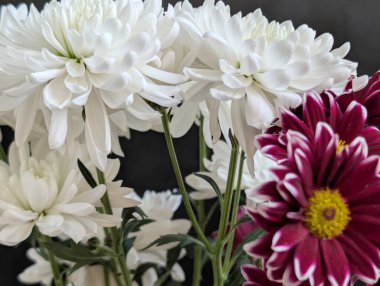 Stüdyonun arka planında güzel bir buket kasımpatı çiçeği