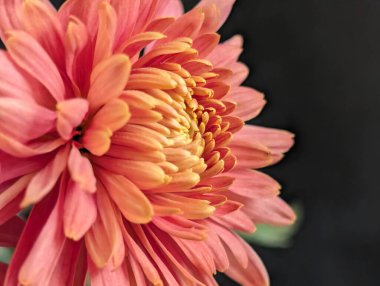 Stüdyonun arka planında güzel turuncu kasımpatı çiçeklerini kapatın. 