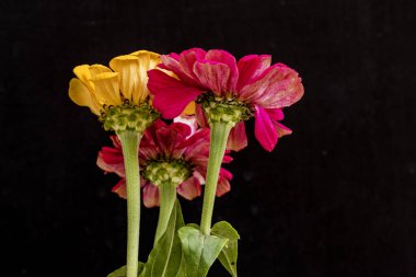 Koyu arkaplanda güzel bir buket çiçek, yakın çekim manzarası.             