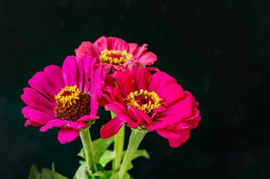 Koyu arkaplanda güzel bir buket çiçek, yakın çekim manzarası.             