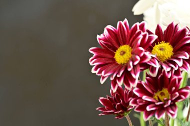 Koyu arkaplanda güzel bir buket çiçek, yakın çekim manzarası.             