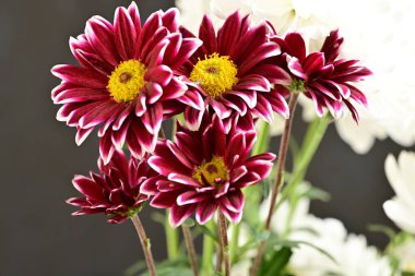 Koyu arkaplanda güzel bir buket çiçek, yakın çekim manzarası.             