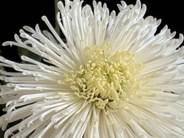 Güzel kasımpatı çiçeği, çiçekli duvar kağıdı, kapat.       