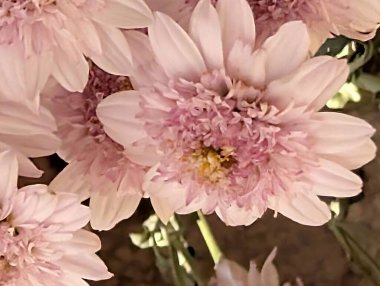 Koyu arkaplanda güzel bir buket çiçek, yakın çekim manzarası.             