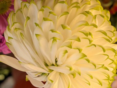 Güzel kasımpatı çiçeği, çiçekli duvar kağıdı, kapat.       