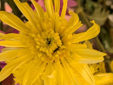 Güzel bir buket çiçeğe yakın, çiçek arkaplanı.           