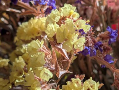 Güzel bir buket çiçeğe yakın, çiçek arkaplanı.           