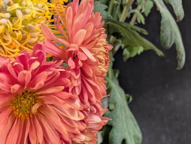 Güzel bir buket kasımpatı çiçeği. Çiçek konsepti.           