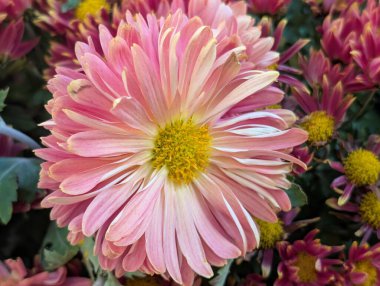 Koyu arkaplanda güzel bir buket çiçek, yakın çekim manzarası.             