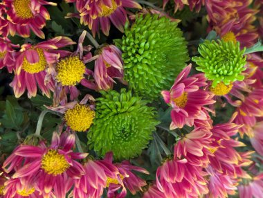 Kasımpatı çiçekleri kapatın, doğa duvar kağıtları         