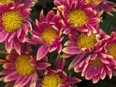 Güzel bir buket çiçeğe yakın, çiçek arkaplanı.           