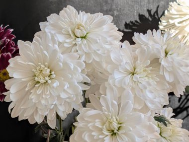 Güzel bir buket kasımpatı çiçeği. Çiçek konsepti.           