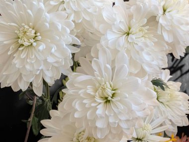 Güzel bir buket kasımpatı çiçeği. Çiçek konsepti.           