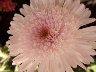 Güzel bir buket çiçeğe yakın, çiçek arkaplanı.           