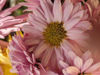 Güzel bir buket çiçeğe yakın, çiçek arkaplanı.           