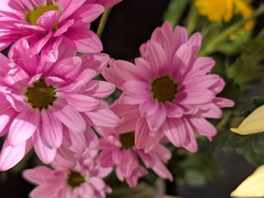 Koyu arkaplanda güzel bir buket çiçek, yakın çekim manzarası.             