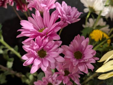 Koyu arkaplanda güzel bir buket çiçek, yakın çekim manzarası.             