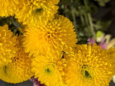 Güzel bir buket kasımpatı çiçeği. Çiçek konsepti.           