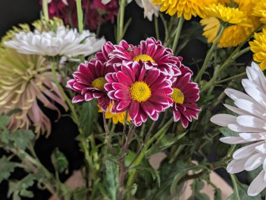 Koyu arkaplanda güzel bir buket çiçek, yakın çekim manzarası.             