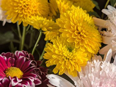 Güzel bir buket kasımpatı çiçeği. Çiçek konsepti.           