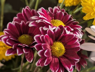 Koyu arkaplanda güzel bir buket çiçek, yakın çekim manzarası.             