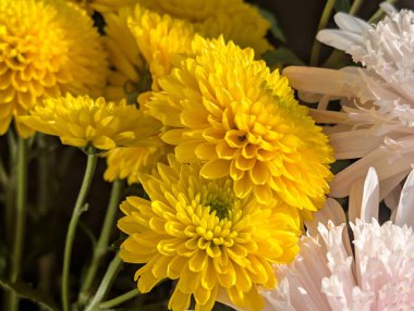 Kasımpatı çiçekleri kapatın, doğa duvar kağıtları         