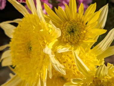 Güzel bir buket kasımpatı çiçeği. Çiçek konsepti.           