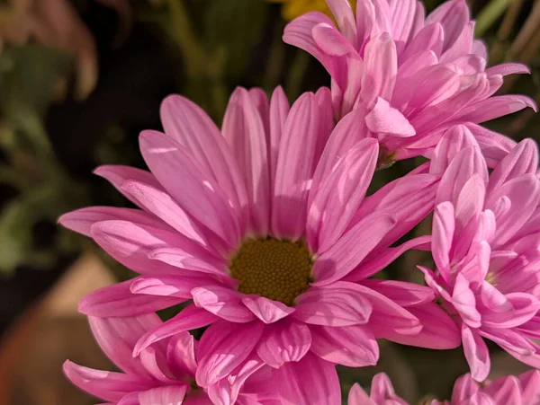 Koyu arkaplanda güzel bir buket çiçek, yakın çekim manzarası.             