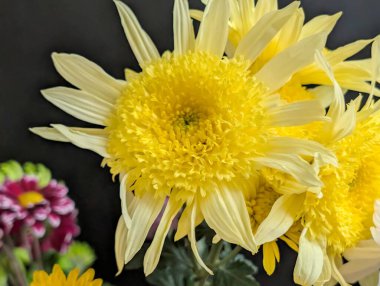 Kasımpatı çiçekleri kapatın, doğa duvar kağıtları         