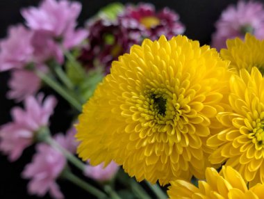 Güzel bir buket kasımpatı çiçeği. Çiçek konsepti.           