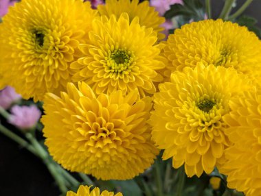 Güzel bir buket kasımpatı çiçeği. Çiçek konsepti.           