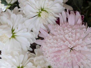 Kasımpatı çiçekleri kapatın, doğa duvar kağıtları         