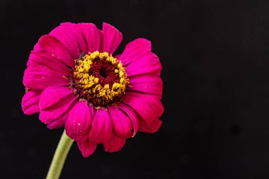 Güzel çiçeğin yakın plan görüntüsü, doğa konsepti geri tepmesi 